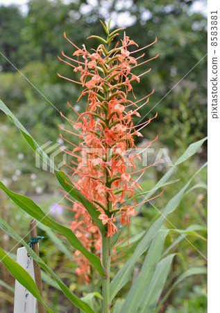 Ginger flowers 8583881