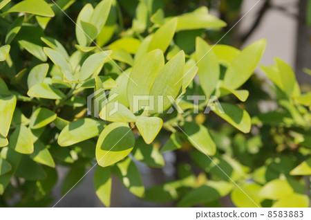 Bamboo leaves Bamboo leaves 8583883
