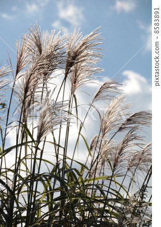 Japanese silver grass and sky in the park Autumn park 8583891