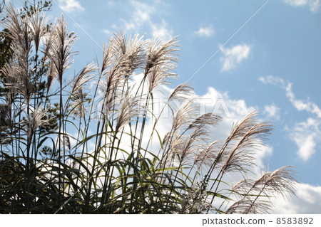 Japanese silver grass and sky in the park Autumn park 8583892