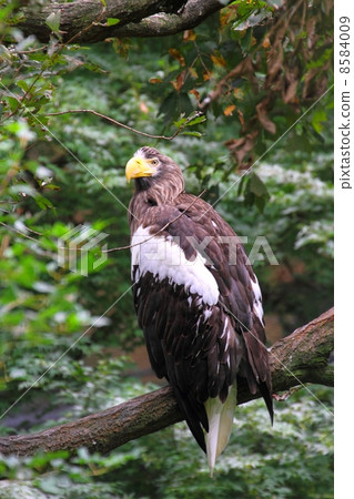 聖梨 聖梨 8584009