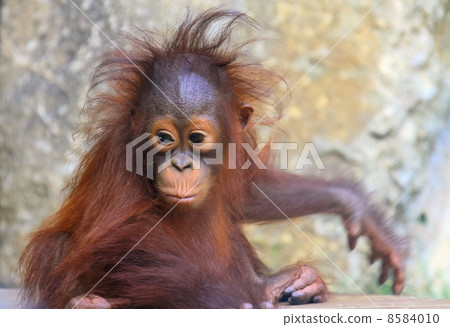 Orangutan baby 8584010