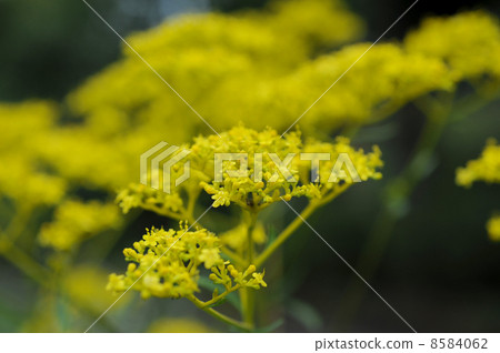 奧米娜的花 奧米娜的花 8584062