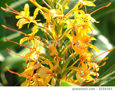 生薑百合(黃色) 生薑百合(黃色) 8584163