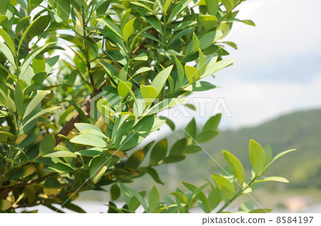 Nagi leaves Nagi leaves 8584197