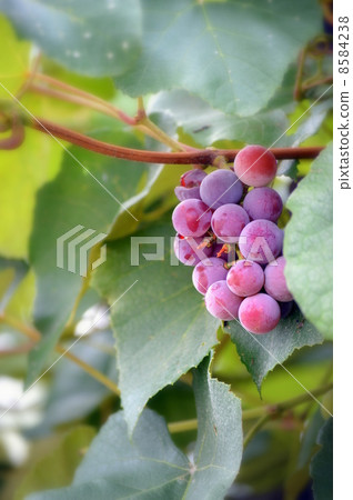 Grape Grape 8584238