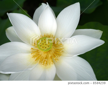 White Lotus Flower White Lotus Flower 8584239