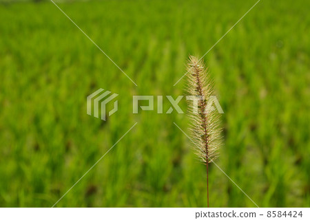 Enokorogasa的Hana和Rice領域 Enokorogasa的Hana和Rice領域 8584424