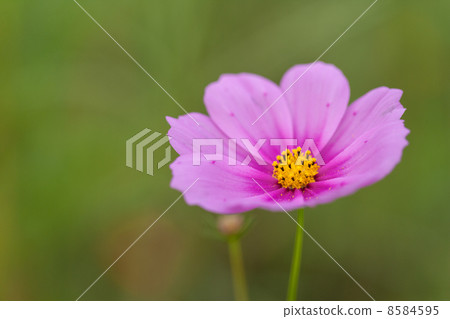 Cosmos 8584595