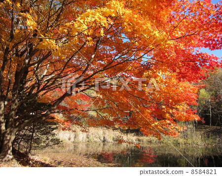 Autumn leaves of the Takadoya wetland 8584821