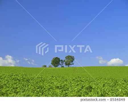 父子樹　 8584849