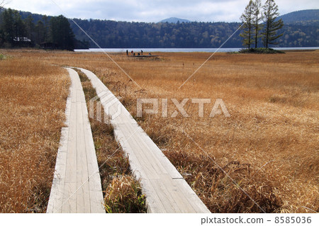 大江草葉子 大江草葉子 8585036