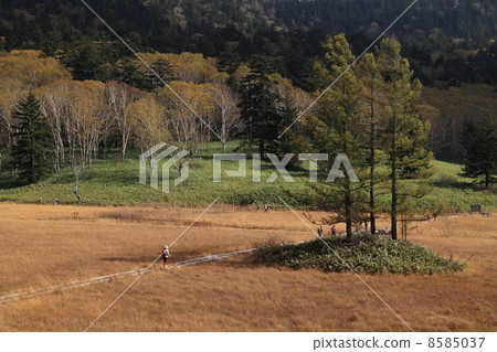大江草葉子 大江草葉子 8585037