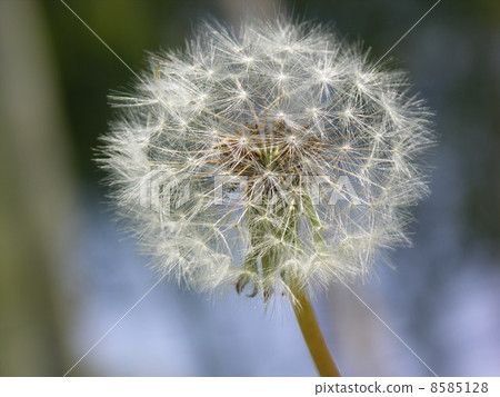 蒲公英的種子 8585128