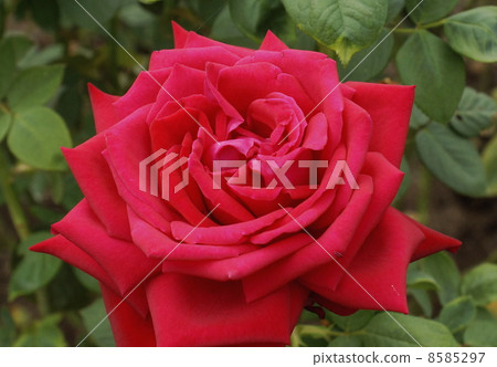 Rose burgunds 81 Rose burgunds 81 8585297