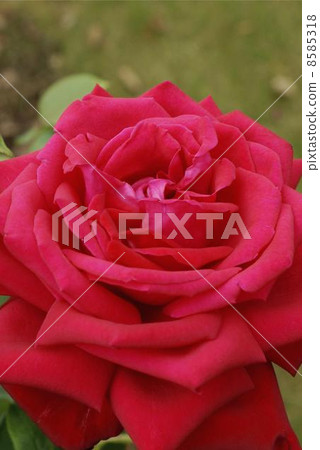 Rose burgunds 81 Rose burgunds 81 8585318