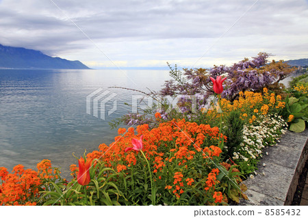 landscape with flowers and Lake Geneva, Montreux, Switzerland. landscape with flowers and Lake Geneva, Montreux, Switzerland. 8585432