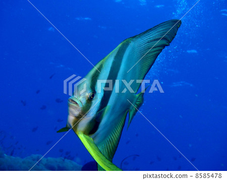 南碘燕子沃爾什 8585478