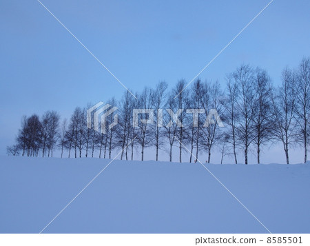 Hokkaido · Biei "larch tree lined tree" Hokkaido · Biei "larch tree lined tree" 8585501