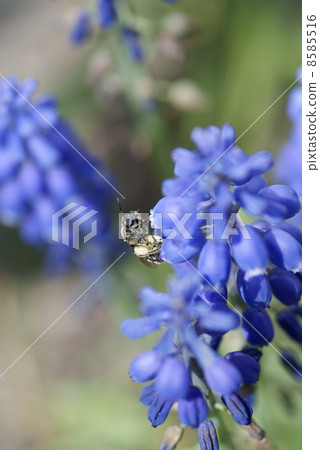 穆斯卡里和蜜蜂 8585516