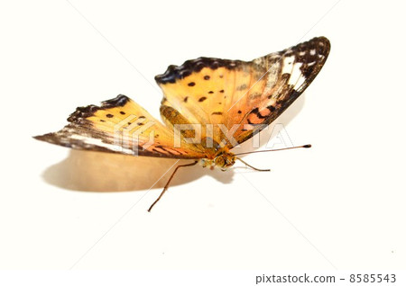 Tsunaguro butterfly flaps flapping white background 8585543