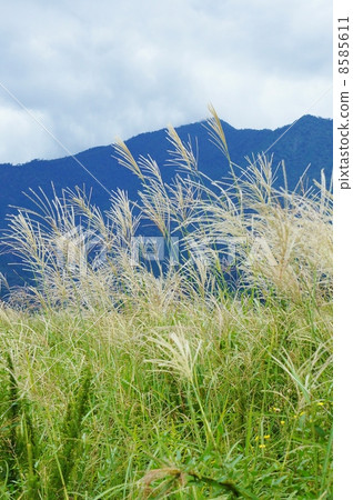 Fall image · Aitaka (Ashika) Mountain in the back of mountain Flower of Susuki · Vertical position 8585611