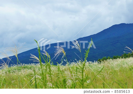 Fall image · Aitaka (Ashitaka) Blue ridgeline of the mountain and flower ear of the Suzuki · Horizontal position Fall image · Aitaka (Ashitaka) Blue ridgeline of the mountain and flower ear of the Suzuki · Horizontal position 8585613