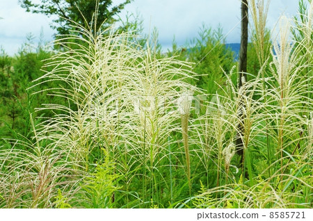 秋天的形象·富士Seiita Kuwadachi Saw花腳和波光粼粼的菠菜和Susuki的側面位置開始盛開 秋天的形象·富士Seiita Kuwadachi Saw花腳和波光粼粼的菠菜和Susuki的側面位置開始盛開 8585721