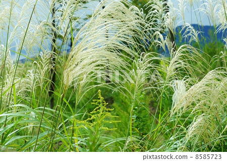 Autumn image · Fuji began to bloom at the foot of the Fuji Seiyakawadassi Saw flower and shiny spinning spikes and sideways up Autumn image · Fuji began to bloom at the foot of the Fuji Seiyakawadassi Saw flower and shiny spinning spikes and sideways up 8585723