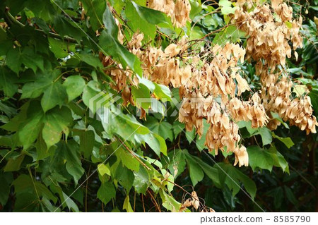 狗尾草的果實也被用作咖啡的替代品 狗尾草的果實也被用作咖啡的替代品 8585790