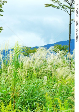 Fall image · Blue ridgeline of Mt. Akutaka and a lot of ears of Susuki · Vertical position 8585797