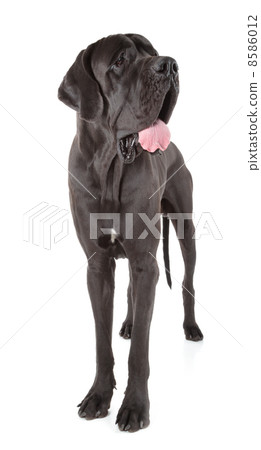 great dane 8586012