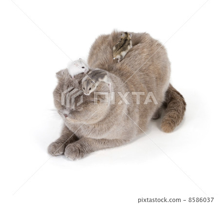 Scottish fold cat 8586037