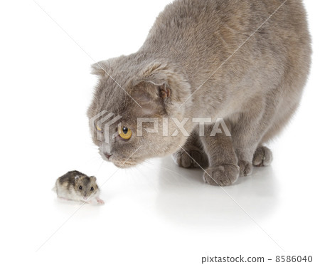 Scottish fold cat Scottish fold cat 8586040