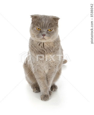 Scottish fold cat Scottish fold cat 8586042