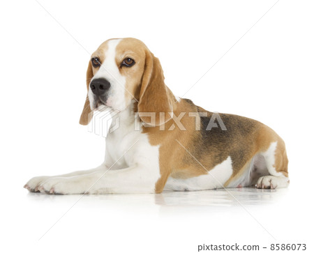 beagle dog 8586073