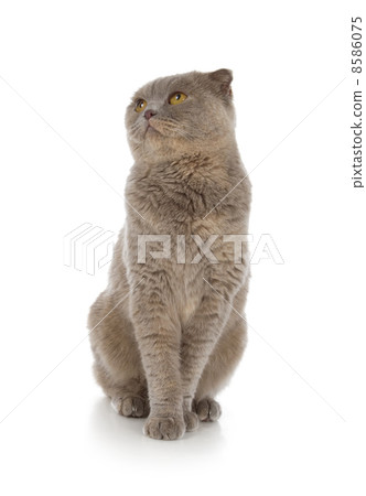 Scottish fold cat 8586075
