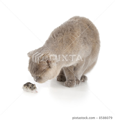 Scottish fold cat Scottish fold cat 8586079