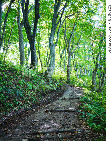 Shirakamino no Mori Yusuyama Road 8586229