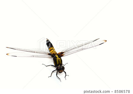 Shionogoto's female white back 8586578