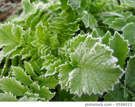 daikon radish, ham actor, fall leaves background