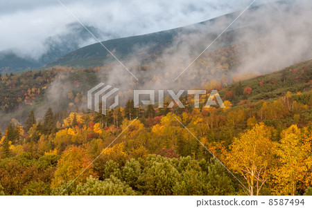 大廳的黃葉 8587494