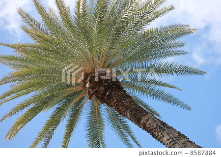 熱帶島嶼夏威夷島 8587884