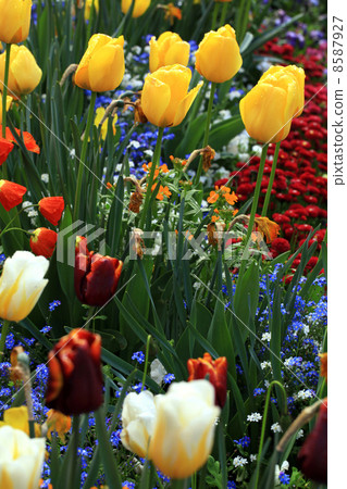 yellow and red tulips in garden yellow and red tulips in garden 8587927