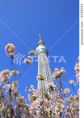 Sky tree and cherry tree 8588043