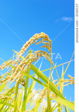 收穫前的稻穗 收穫前的稻穗 8588137