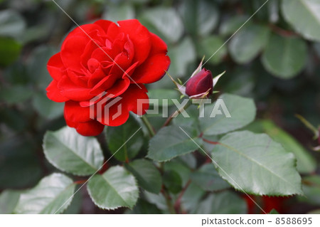 玫瑰 玫瑰 8588695