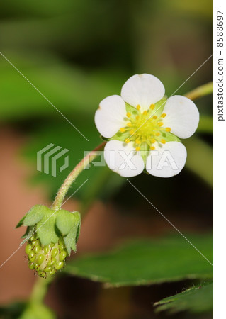 草莓花 8588697