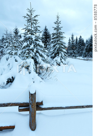 Overcast day winter fir forest . 8588778