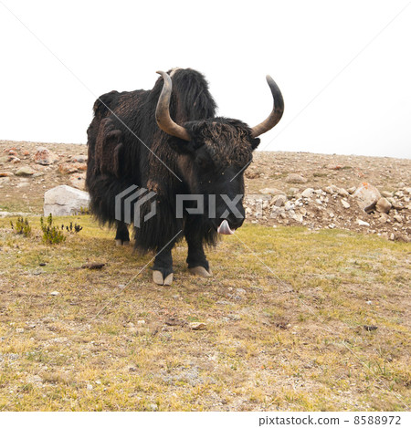 Close up wild yak in Himalaya mountains 8588972